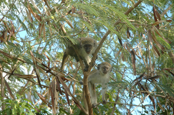 2007-01-13-1251_TAD_079